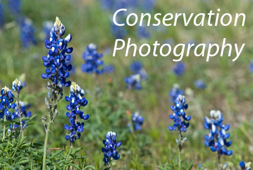 Conservation Photography