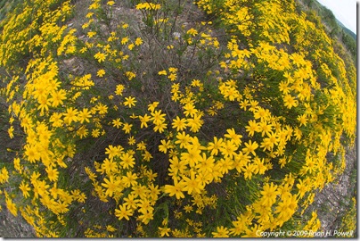 Damianita Daisy (Chrysactinia mexicana)