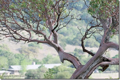 Madrone Tree