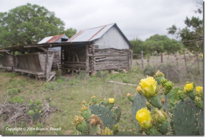 Prickly Pear near the Corn Cribs