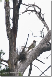 Ash-throated Flycatcher