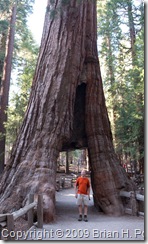 california_tunnel_tree
