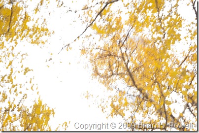 Aspens and Clouds