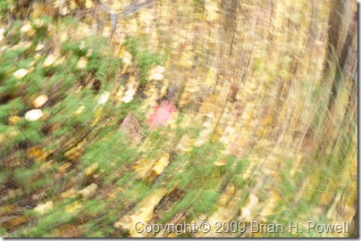 Aspen Leaves on the Forest Floor