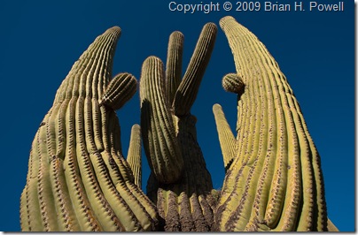 saguaro_arms