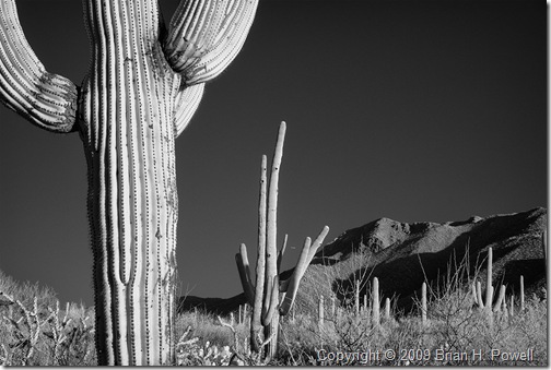 saguaro_national_park