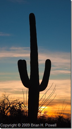 saguaro_silhouette