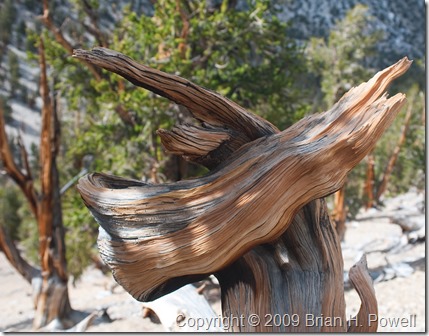 Bristlecone Pine