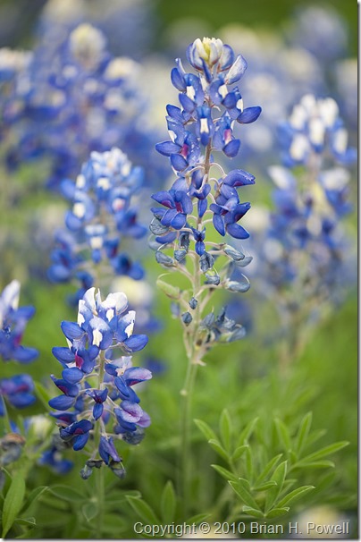 Texas Bluebonnet