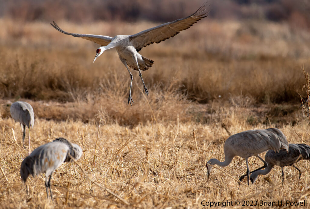 Sandhill Crane landing in field with two Sandhill Cranes eating