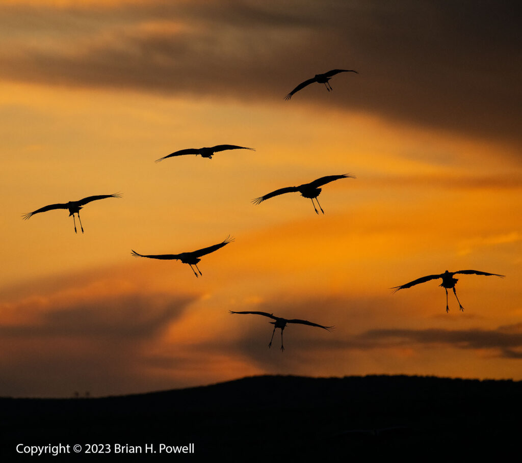 Silhouettes of several Sandhill Cranes landing against an amber sky