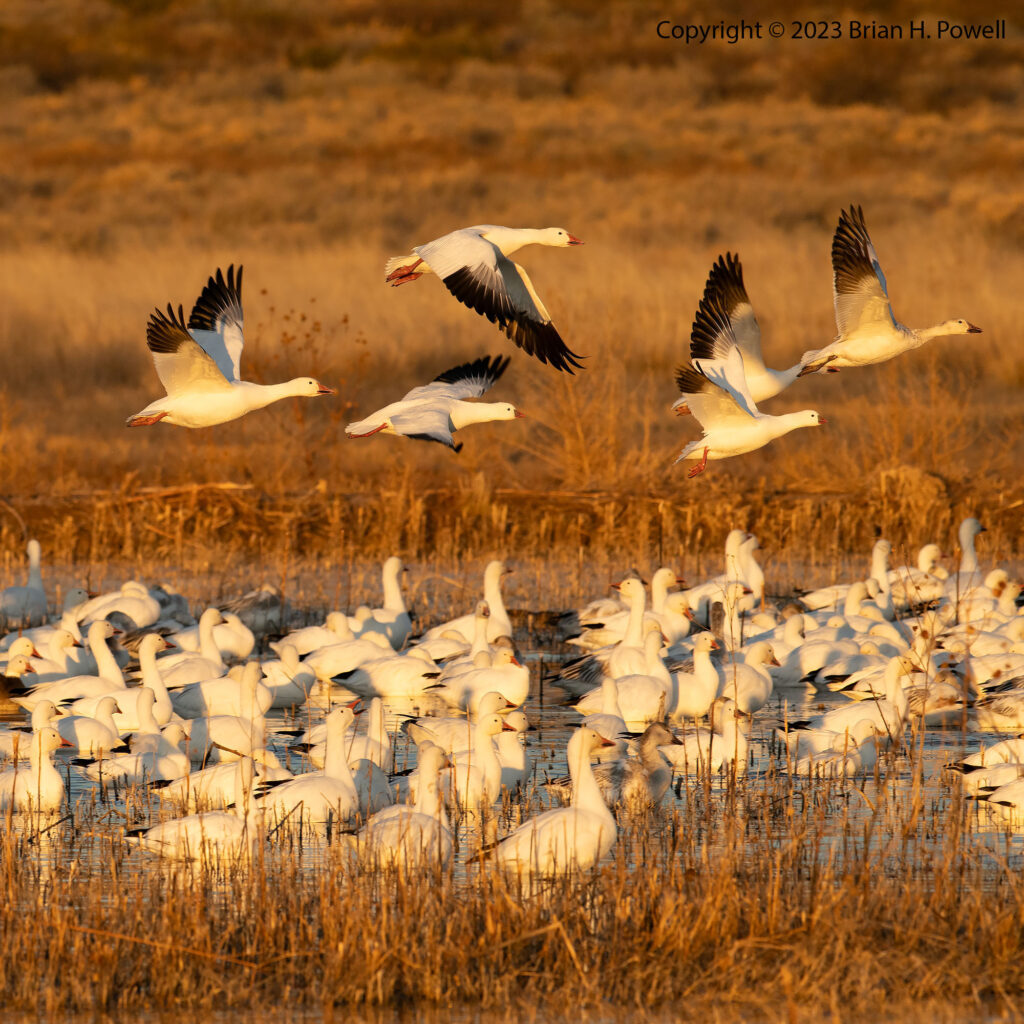 Snow Geese flying over a pond with many Snow Geese on the water