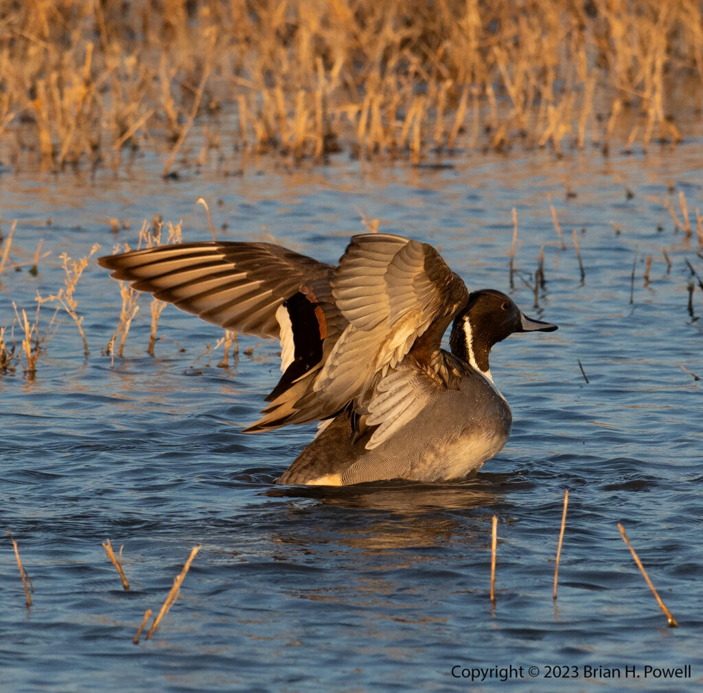 Pintail Duck in water flapping its wings