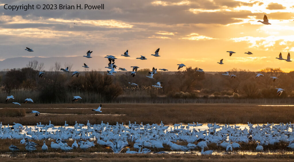 Snow Geese taking off from a body of water at sunrise
