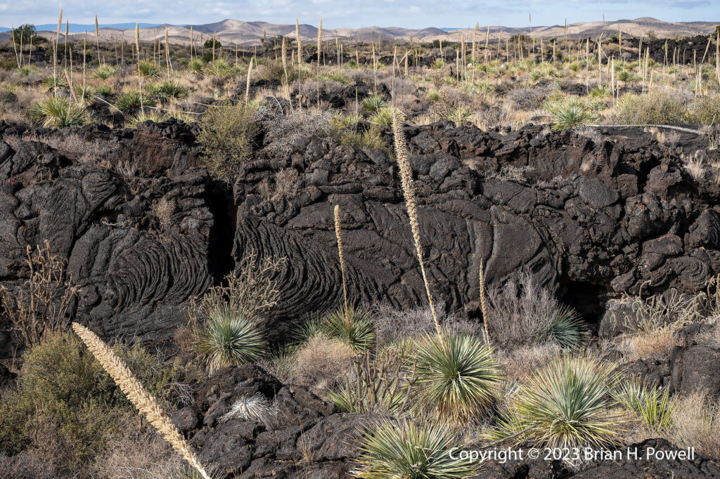 Detail of Valley of Fires Recreation Area, New Mexico, showing plants such as Sotol growing amid hardened lava rock.