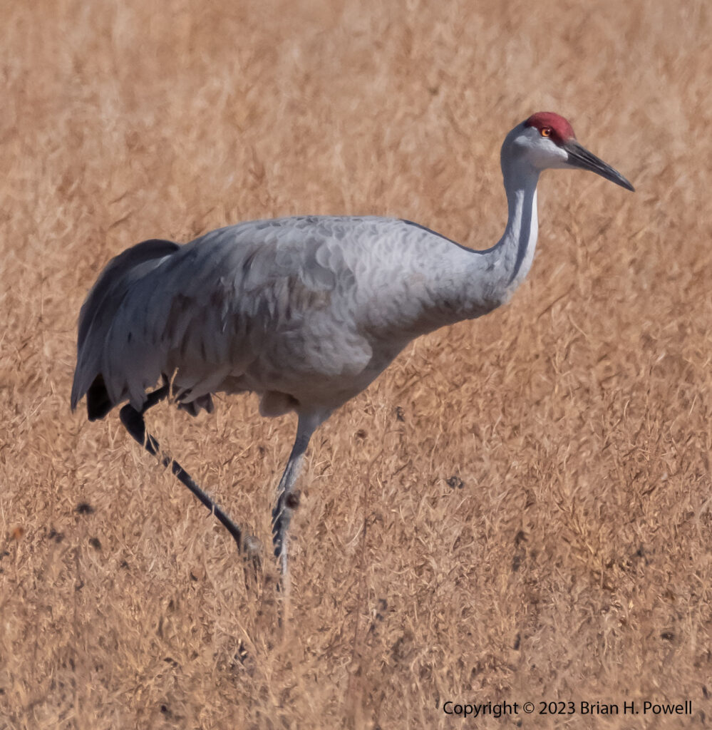 Sandhill Crane standing on one leg as it walks through grass
