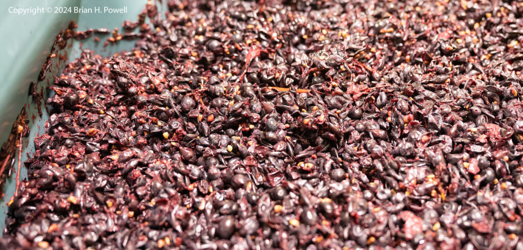 Grapes in a fermenter at Natalie's Estate Winery