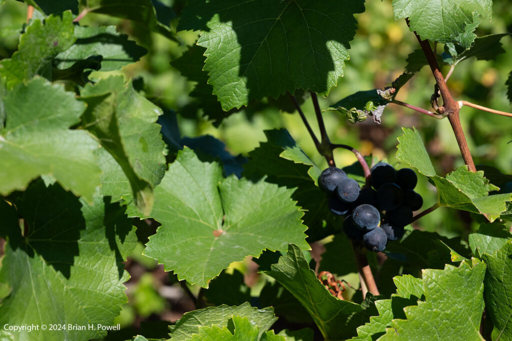 Wine grapes at Granville Wine Co.