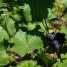 Grapes on the Vine at Granville Wine Co.