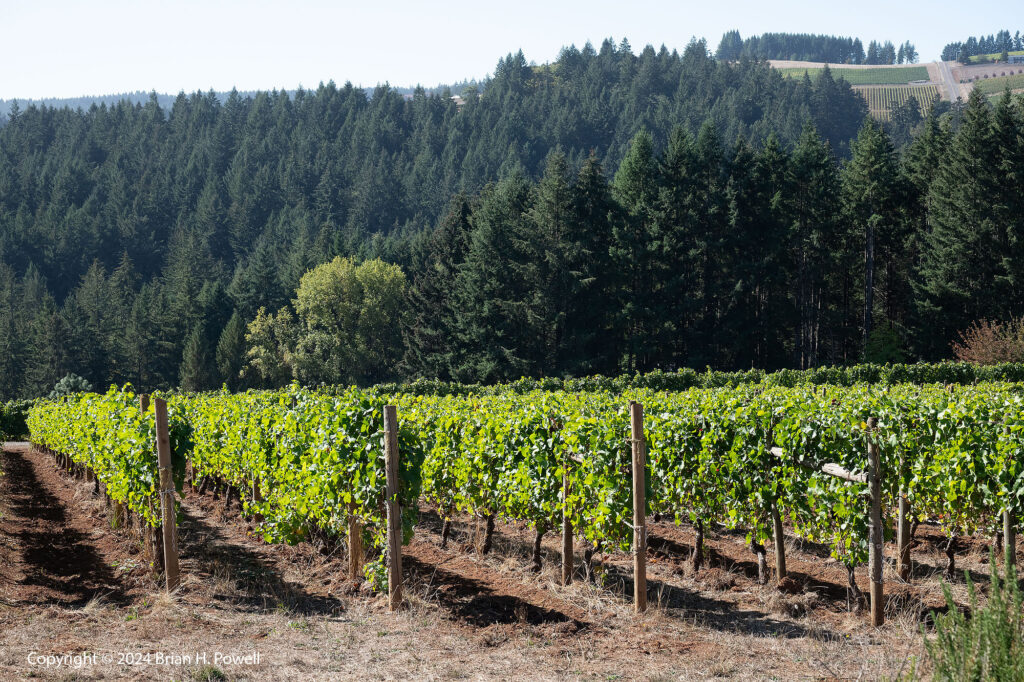 Vineyards at Granville Wine Co.